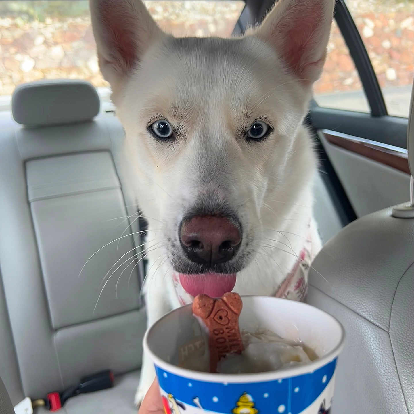Mali is registered to the contest to win money with this photo: backseat, blue_eyes, bone_cookie, car_interior, close_up, cup, dog, headrest, human_hand, husky, ice_cream, passenger, pet, portrait, seatbelt_buckle, tongue_out, treat, whiskers, white_dog, window_view