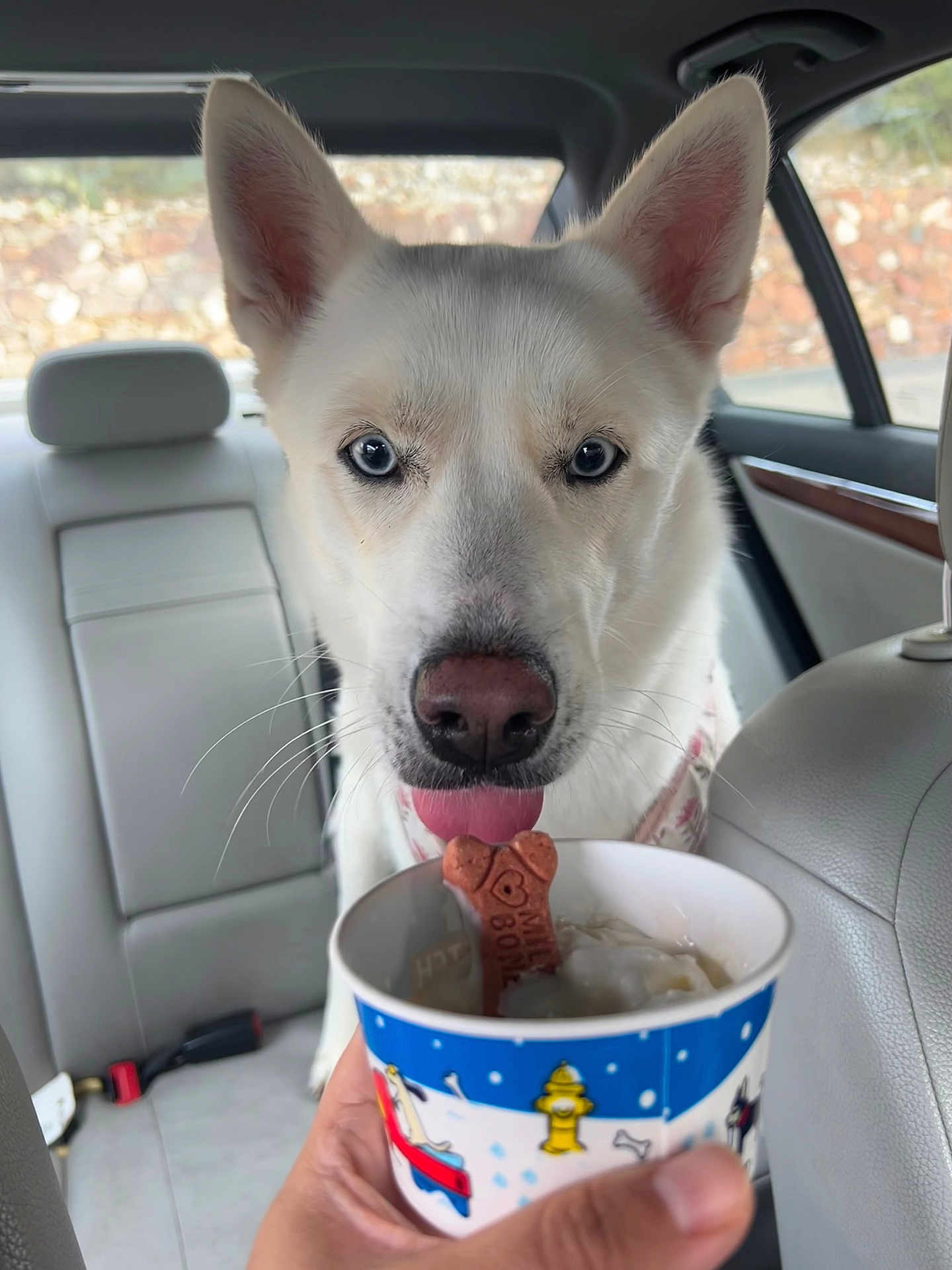 Mali is registered to the contest to win money with this photo: dog, husky, white_dog, blue_eyes, close_up, tongue_out, treat, bone_cookie, cup, ice_cream, backseat, car_interior, headrest, human_hand, passenger, portrait, pet, whiskers, seatbelt_buckle, window_view