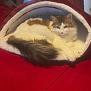 Shelby joined the competition — help win amazing prizes! cat, pet_bed, fluffy, white, brown, tail, fur, indoor, cozy, resting, animal, cute, relaxed, feline, bed, red, soft, comfort, looking, calm