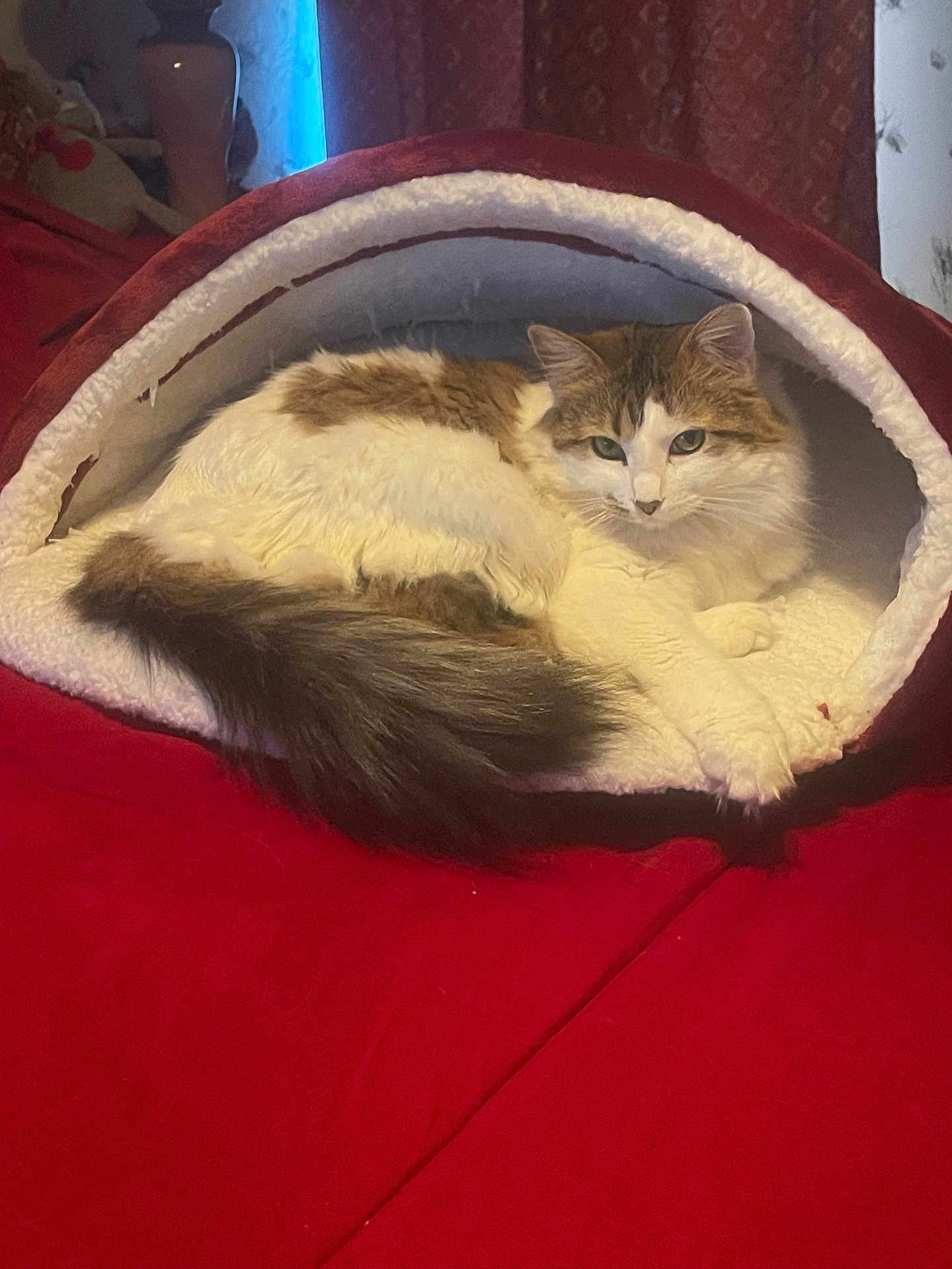Shelby joined the competition — help win amazing prizes! cat, pet_bed, fluffy, white, brown, tail, fur, indoor, cozy, resting, animal, cute, relaxed, feline, bed, red, soft, comfort, looking, calm