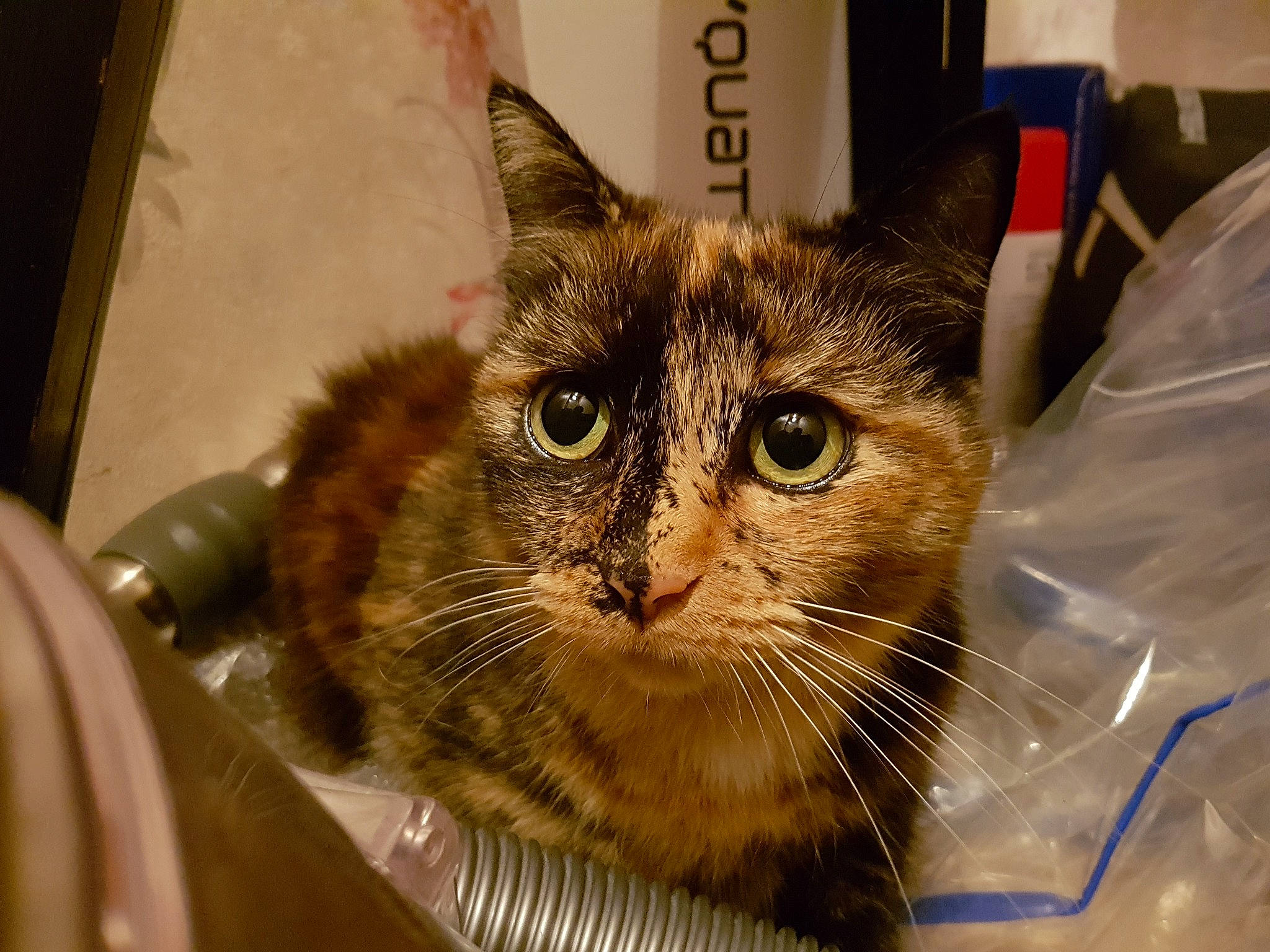 Pistache a rejoint le concours — aidez-le/la à gagner de superbes lots ! aegean_cat, american_shorthair, asian, carnivore, cat, domestic_long_haired_cat, domestic_short_haired_cat, european_shorthair, eye, fawn, felidae, fur, kitten, mammal, ojos_azules, small_to_medium_sized_cats, snout, somali, tabby_cat, whiskers