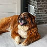 animal, brick_wall, brown_dog, cabinet, canine, companion, cozy, dog, domestic_animal, floor, furniture, happy, house, indoor, lying_down, pet, relaxed, tongue_out, white_fur, wooden_floor