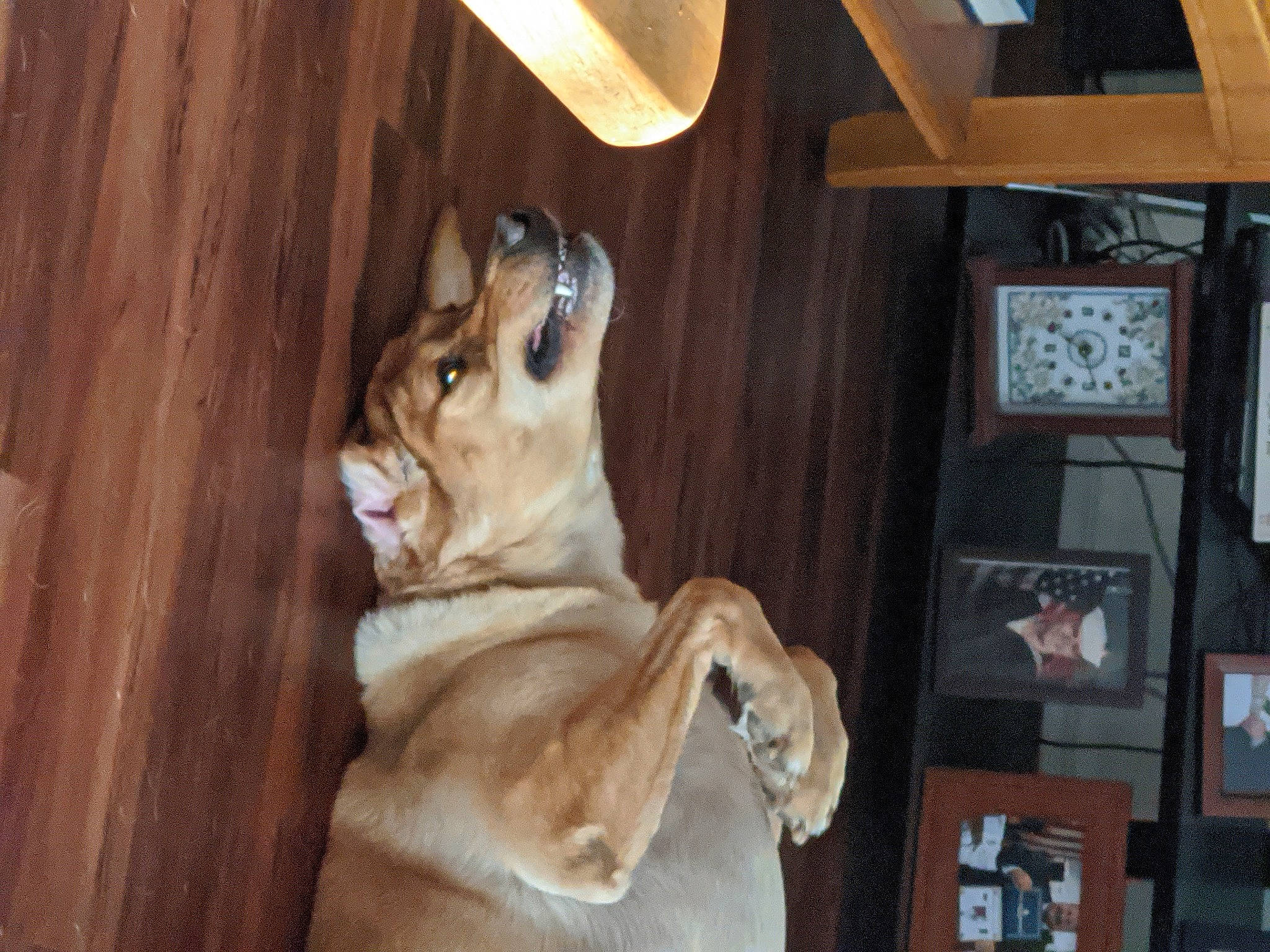 Jethro is registered to the contest to win money with this photo: canidae, carnivore, dog_breed, fawn, room, snout, sporting_group, wood