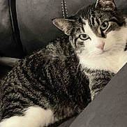 Morticia joined the competition — help win amazing prizes! cat, tabby_cat, pet, animal, feline, indoor, couch, leather, resting, relaxed, fur, whiskers, ears, paw, closeup, domestic_animal, cute, mammal, home, comfort