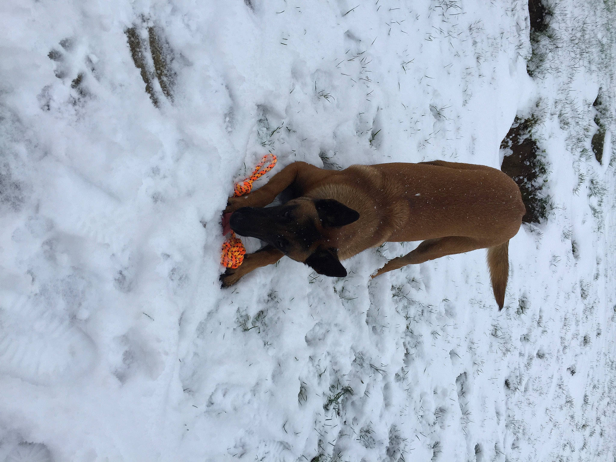 Ruby participe au concours pour gagner de l'argent avec cette photo : canidae, carnivore, companion_dog, dog, dog_breed, dog_supply, fawn, freezing, liver, pet_supply, playing_in_the_snow, precipitation, recreation, slope, snout, snow, sporting_group, tail, winter, working_animal