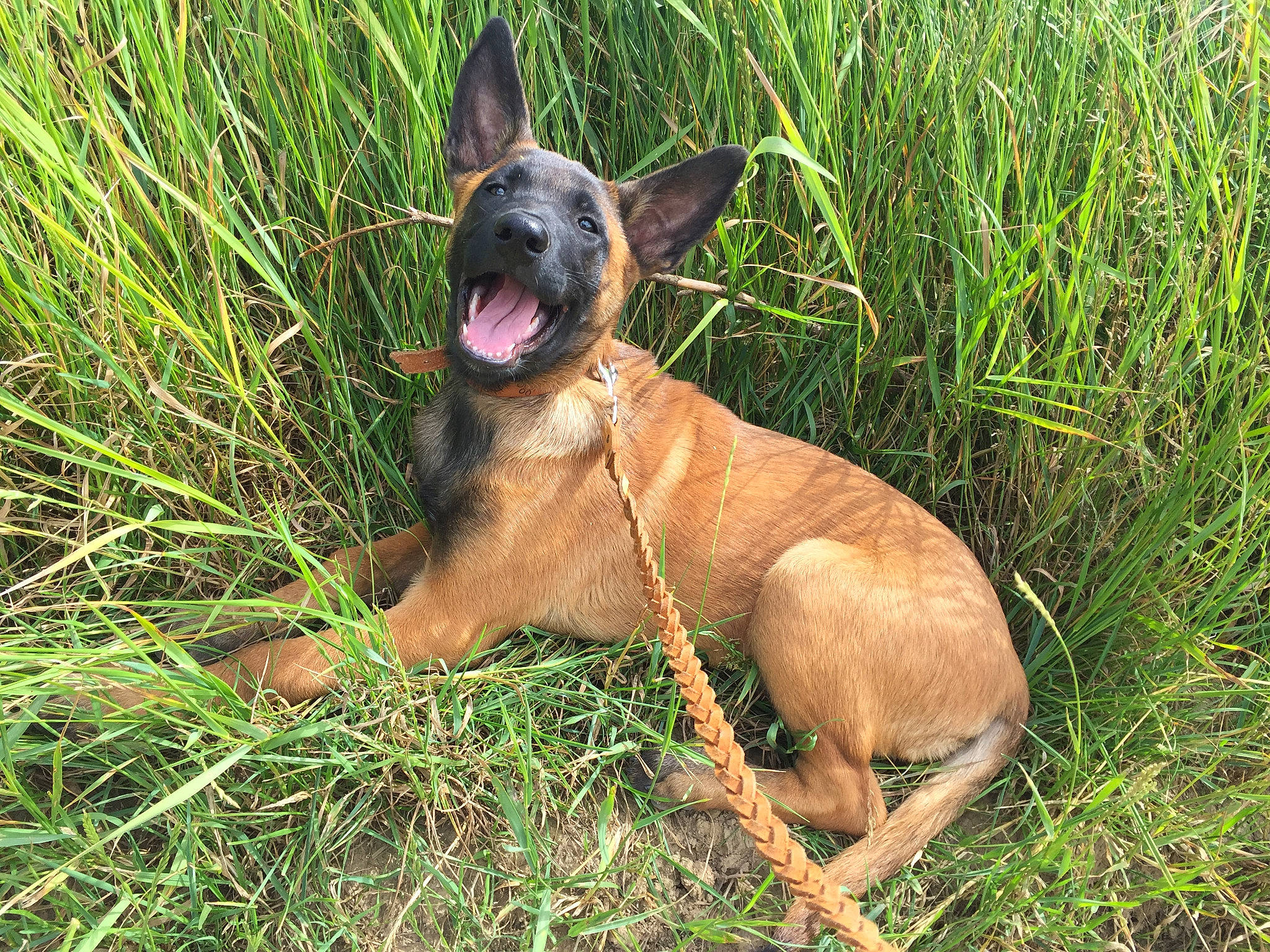 Ruby a rejoint le concours — aidez-le/la à gagner de superbes lots ! canis_panther, carnivore, collar, companion_dog, dog, dog_breed, dog_collar, fawn, grass, grassland, liver, mexican_hairless_dog, plant, prairie, snout, sporting_group, terrestrial_animal, whiskers, wildlife, working_animal