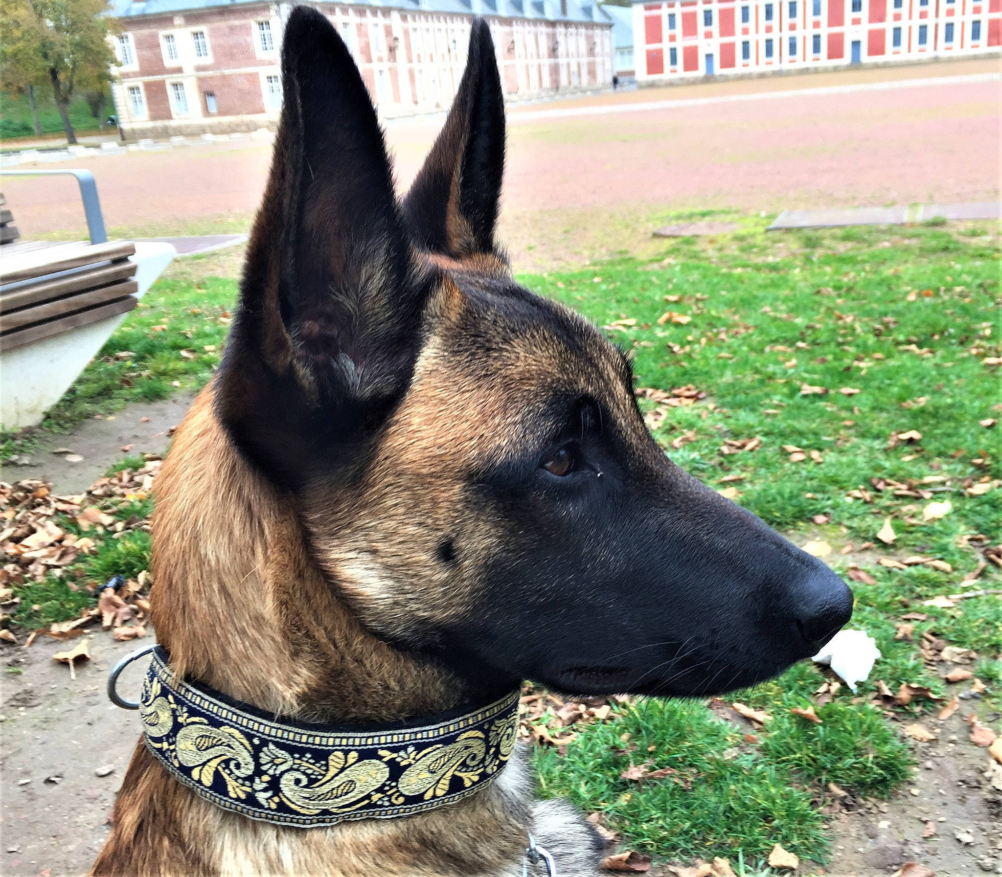 Ruby a rejoint le concours — aidez-le/la à gagner de superbes lots ! canidae, carnivore, collar, companion_dog, dog, dog_breed, dog_collar, dog_supply, fawn, german_shepherd_dog, grass, herding_dog, law_enforcement, old_german_shepherd_dog, pet_supply, plant, snout, sporting_group, whiskers, working_animal