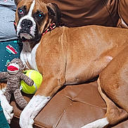 Odin is registered to the contest to win money with this photo: dog, boxer, pet, toy, tennis_ball, sock_monkey, couch, leather, brown, person, holiday_clothing, relaxed, indoors, animal, paw, fur, face, looking, companion, domestic