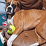 dog, boxer, pet, toy, tennis_ball, sock_monkey, couch, leather, brown, person, holiday_clothing, relaxed, indoors, animal, paw, fur, face, looking, companion, domestic