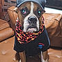 dog, boxer, pet, cap, bandana, shirt, brown_leather_couch, indoor, portrait, animal, clothing, seated, looking_at_camera, pet_fashion, brown_dog, white_markings, house, window, furniture, domestic