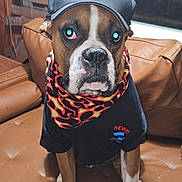 Odin is registered to the contest to win money with this photo: animal, bandana, boxer, brown, cap, dog, ears, expression, eyes, face, flame_pattern, furniture, indoor, leather_couch, looking_at_camera, pet, sitting, tshirt, white_paws, window
