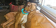 Odin is registered to the contest to win money with this photo: animal, brown_dog, collar, couch, cozy, dog, fireplace, furniture, home, indoor, leather_couch, living_room, looking_out_window, pet, pillow, quiet, relaxed, resting, white_dog, window