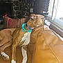 dog, brown_dog, white_dog, couch, leather_couch, window, indoor, fireplace, pillow, resting, looking_out_window, collar, quiet, cozy, home, living_room, pet, relaxed, animal, furniture