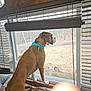 dog, brown_dog, bandana, window, couch, living_room, blinds, indoor, looking_out, forest, trees, wooden_cabinet, furniture, pet, curtains, daylight, domestic, canine, home, casual