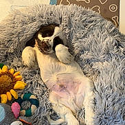 Buzz participe au concours pour gagner de l'argent avec cette photo : animal, bed, brown, comfort, cozy, cute, dog, furry, gray, indoor, lying_down, monkey, pet, plush, puppy, relaxed, small, sunflower, toy, white