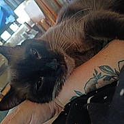 Smokey is registered to the contest to win money with this photo: cat, pet, animal, close_up, resting, tattoo, arm, indoor, feline, whiskers, fur, relaxing, home, blurred_background, person, hand, comfort, sleepy, domestic, companion