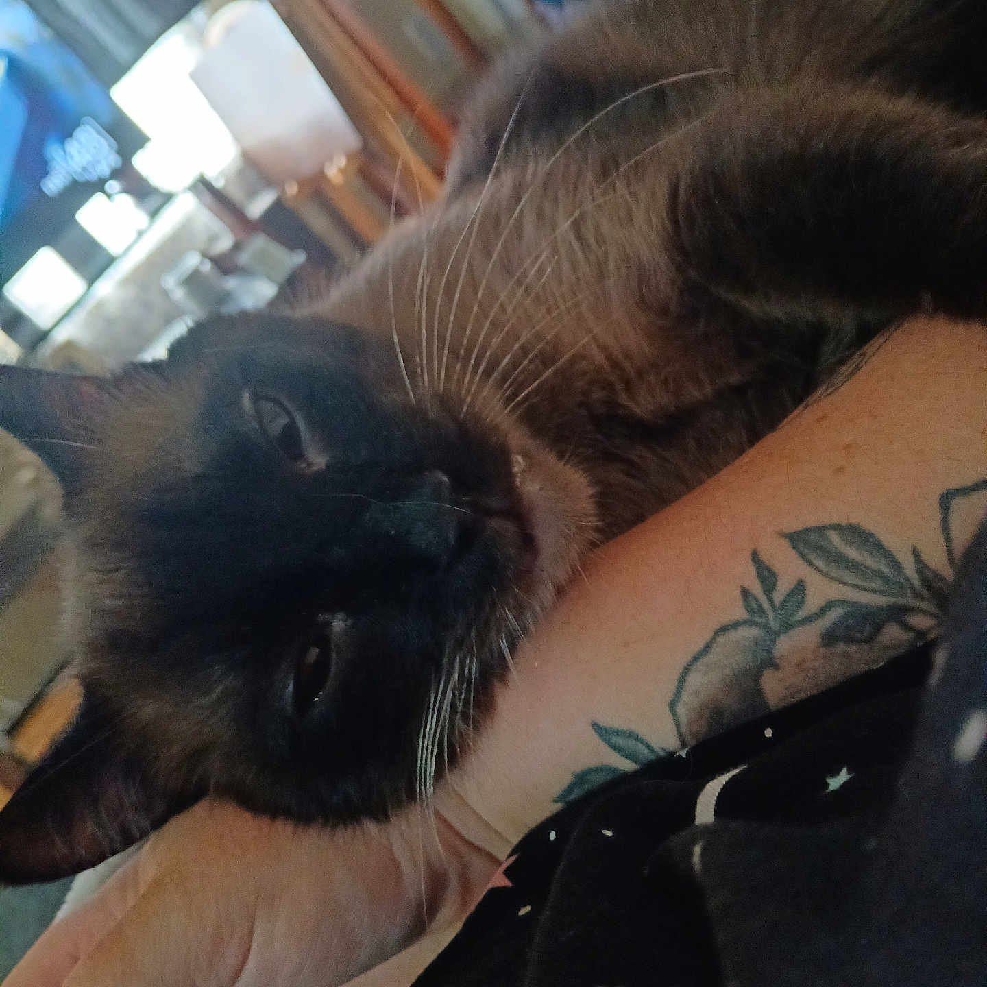 Smokey is registered to the contest to win money with this photo: animal, arm, blurred_background, cat, close_up, comfort, companion, domestic, feline, fur, hand, home, indoor, person, pet, relaxing, resting, sleepy, tattoo, whiskers