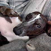 Pickle Jay Ween is registered to the contest to win money with this photo: animal, black_fur, blanket, close_up, companion, cozy, cute, dog, fur, gray, indoor, knit, pet, portrait, relaxed, resting, small_dog, snuggle, soft_texture, white_marking