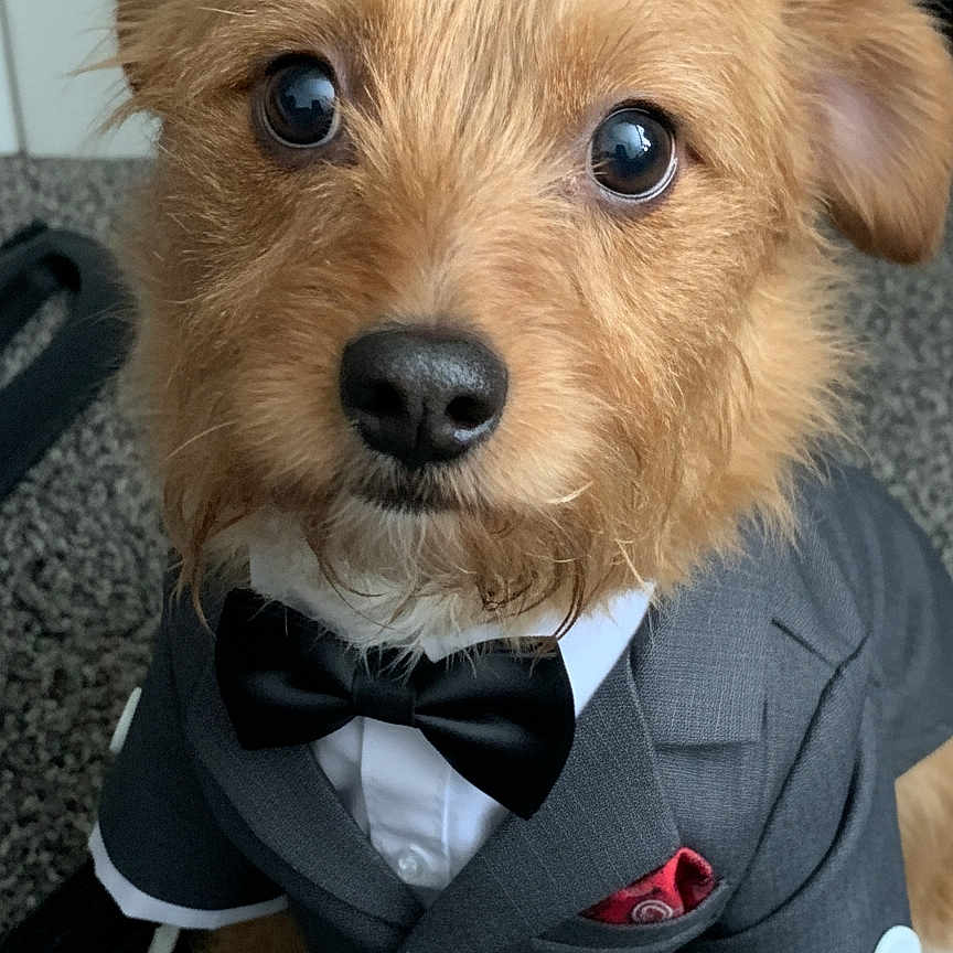 Chewbacca Bacwoods joined the competition — help win amazing prizes! adorable, animal, bow_tie, brown_fur, button, canine, close_up, cute, dog, eyes, face, fashion, formal_wear, fur, indoor, pet, pocket_square, portrait, suit, well_dressed