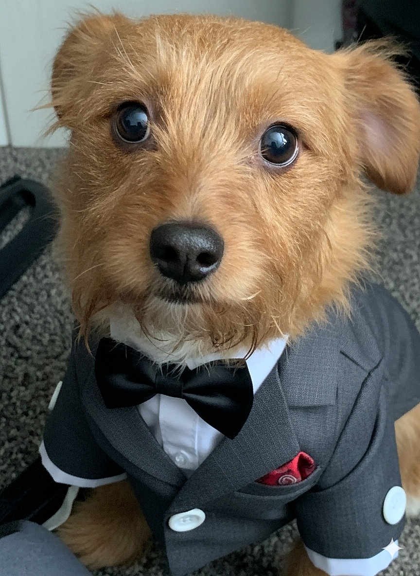 Chewbacca Bacwoods joined the competition — help win amazing prizes! dog, pet, brown_fur, suit, bow_tie, formal_wear, portrait, close_up, cute, animal, indoor, fashion, well_dressed, adorable, canine, face, eyes, fur, button, pocket_square