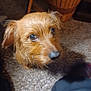 dog, brown_dog, wet_fur, carpet, indoor, pet, animal, furniture, basket, looking_up, close_up, floor, ears, snout, canine, domestic_animal, cute, curious, companion, household