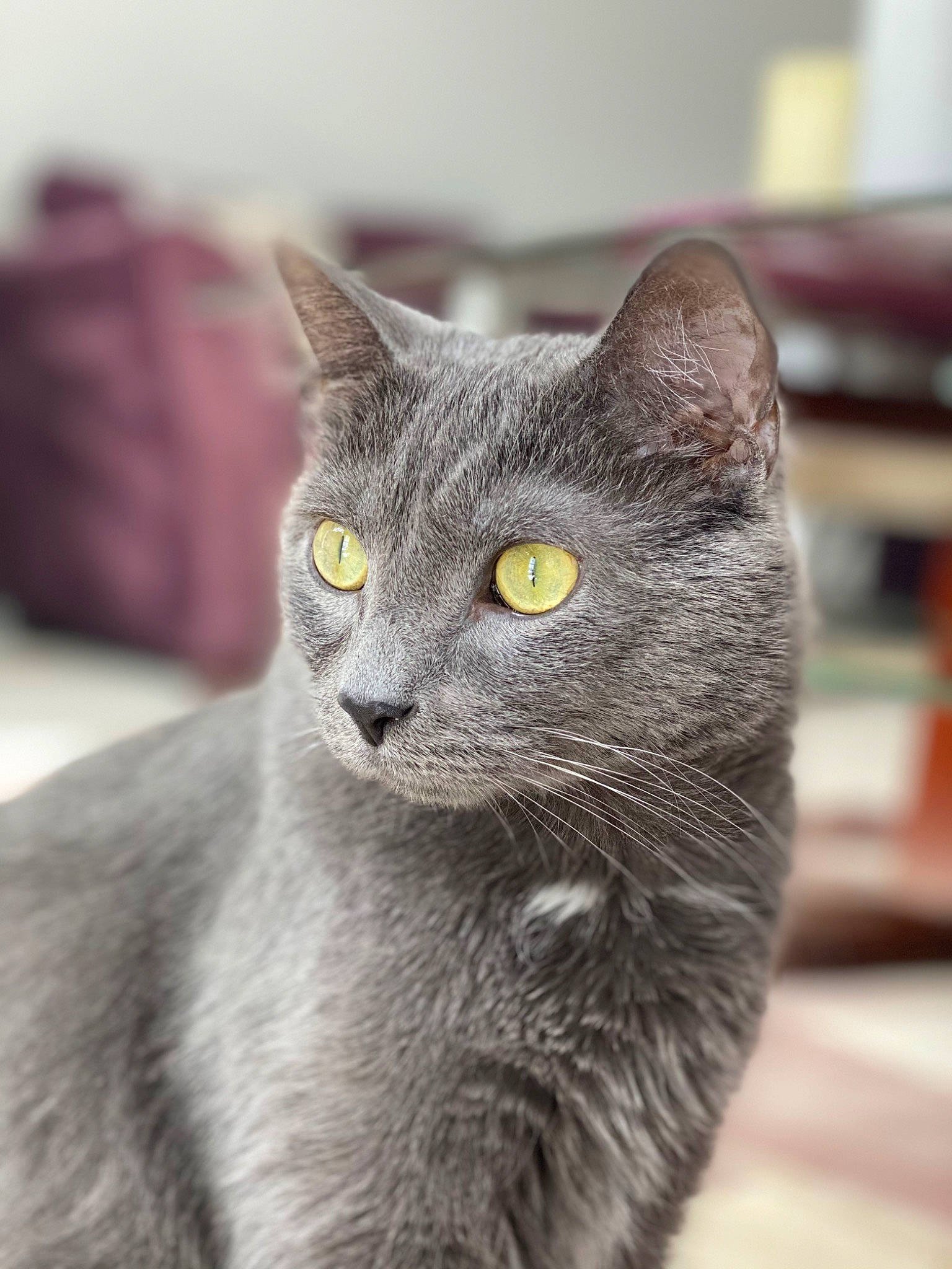 Cinder is registered to the contest to win money with this photo: carnivore, cat, domestic_short_haired_cat, felidae, fur, grey, russian_blue, small_to_medium_sized_cats, snout, terrestrial_animal, whiskers