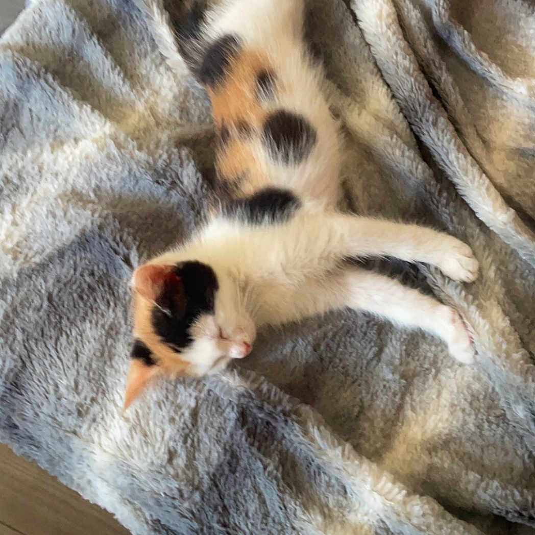 Tekila a rejoint le concours — aidez-le/la à gagner de superbes lots ! animal, blanket, calico, calm, cat, cozy, cute, domestic, floor, fur, indoor, kitten, nap, paw, pet, relaxation, resting, sleeping, small, soft_texture