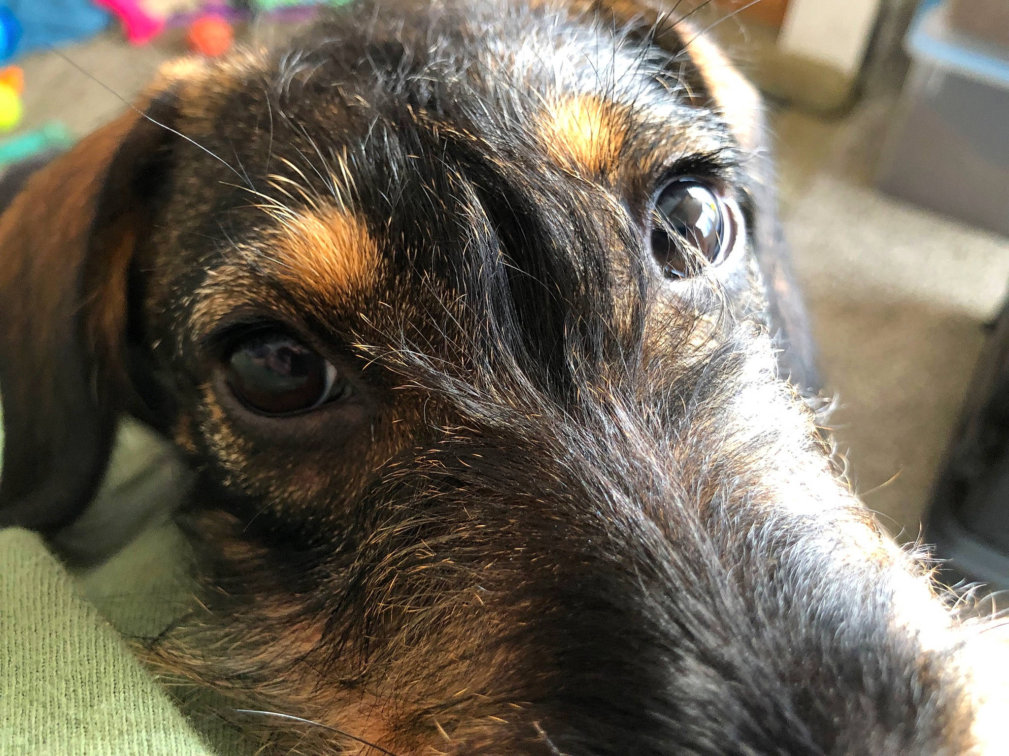 Mallory is registered to the contest to win money with this photo: canidae, carnivore, companion_dog, dog, dog_breed, ear, fawn, fur, guard_dog, pet_supply, plant, puppy, snout, sporting_group, street_dog, terrestrial_animal, toy_dog, whiskers, working_animal, working_dog