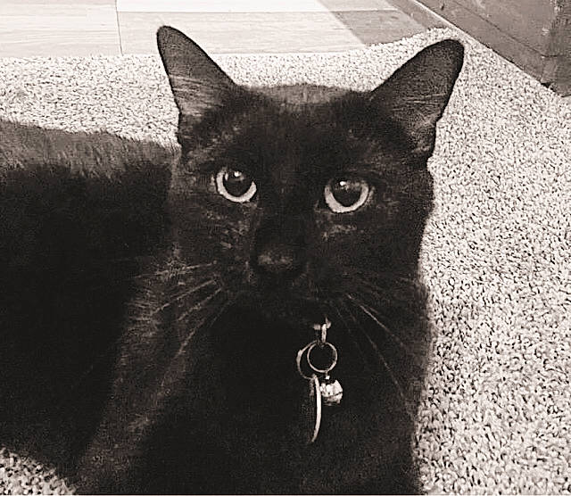 Amara joined the competition — help win amazing prizes! black, black_cat, bombay, carnivore, cat, comfort, domestic_short_haired_cat, felidae, fur, grey, iris, monochrome, monochrome_photography, paw, photo_caption, small_to_medium_sized_cats, snout, tail, terrestrial_animal, whiskers