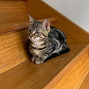 Bronx participe au concours pour gagner de l'argent avec cette photo : cat, tabby, kitten, pet, animal, feline, striped_fur, sitting, tucked_paws, whiskers, ears, green_eyes, portrait, wooden_stairs, staircase, indoor, home, brown, resting, cute