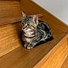 cat, tabby, kitten, pet, animal, feline, striped_fur, sitting, tucked_paws, whiskers, ears, green_eyes, portrait, wooden_stairs, staircase, indoor, home, brown, resting, cute