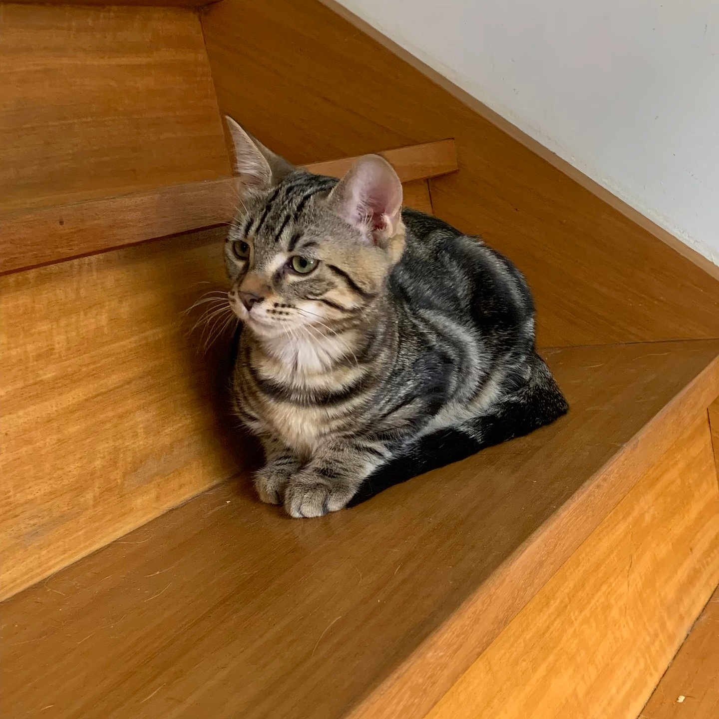 Bronx participe au concours pour gagner de l'argent avec cette photo : cat, tabby, kitten, pet, animal, feline, striped_fur, sitting, tucked_paws, whiskers, ears, green_eyes, portrait, wooden_stairs, staircase, indoor, home, brown, resting, cute