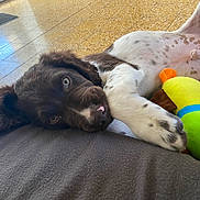 Twist a rejoint le concours — aidez-le/la à gagner de superbes lots ! puppy, dog, spotted_dog, lying_down, sleepy, playful, pet, animal, toy, plush_toy, green_toy, blue_toy, brown_fur, white_fur, paws, pink_nose, close_up, indoor, floor, couch