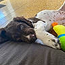 puppy, dog, spotted_dog, lying_down, sleepy, playful, pet, animal, toy, plush_toy, green_toy, blue_toy, brown_fur, white_fur, paws, pink_nose, close_up, indoor, floor, couch
