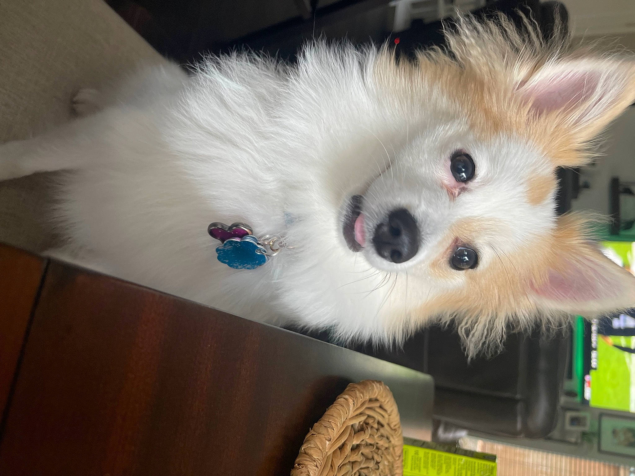 Belle is registered to the contest to win money with this photo: canidae, carnivore, companion_dog, dog, dog_breed, fawn, fur, german_spitz, german_spitz_klein, german_spitz_mittel, hardwood, indian_spitz, non_sporting_group, samoyed, snout, spitz, sporting_group, toy_dog, volpino_italiano, whiskers