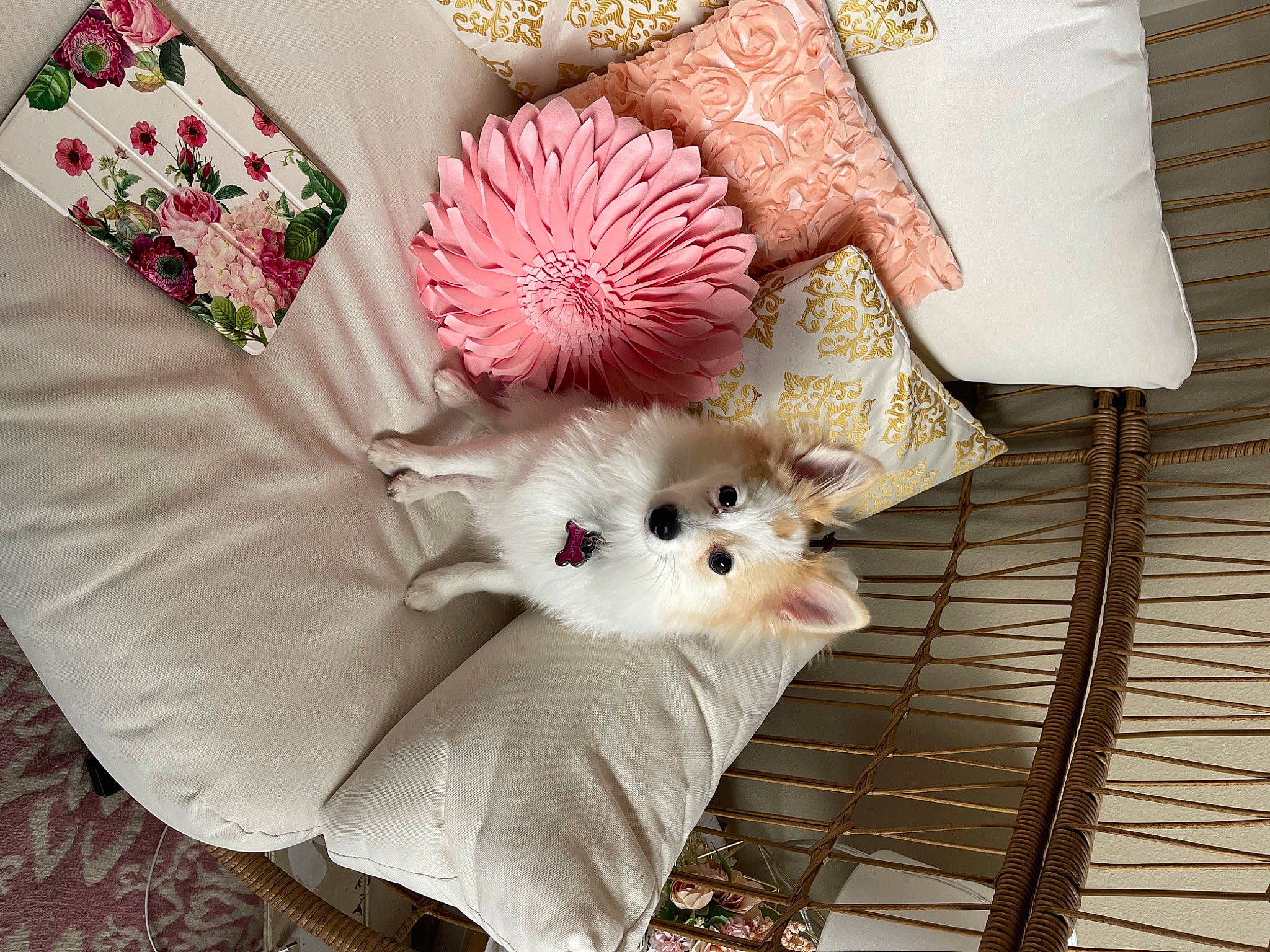 Belle joined the competition — help win amazing prizes! artificial_flower, carnivore, companion_dog, dress, fashion_accessory, fawn, feather, felidae, flower, fur, linens, pattern, peach, petal, pink, small_to_medium_sized_cats, textile, whiskers, white, wood