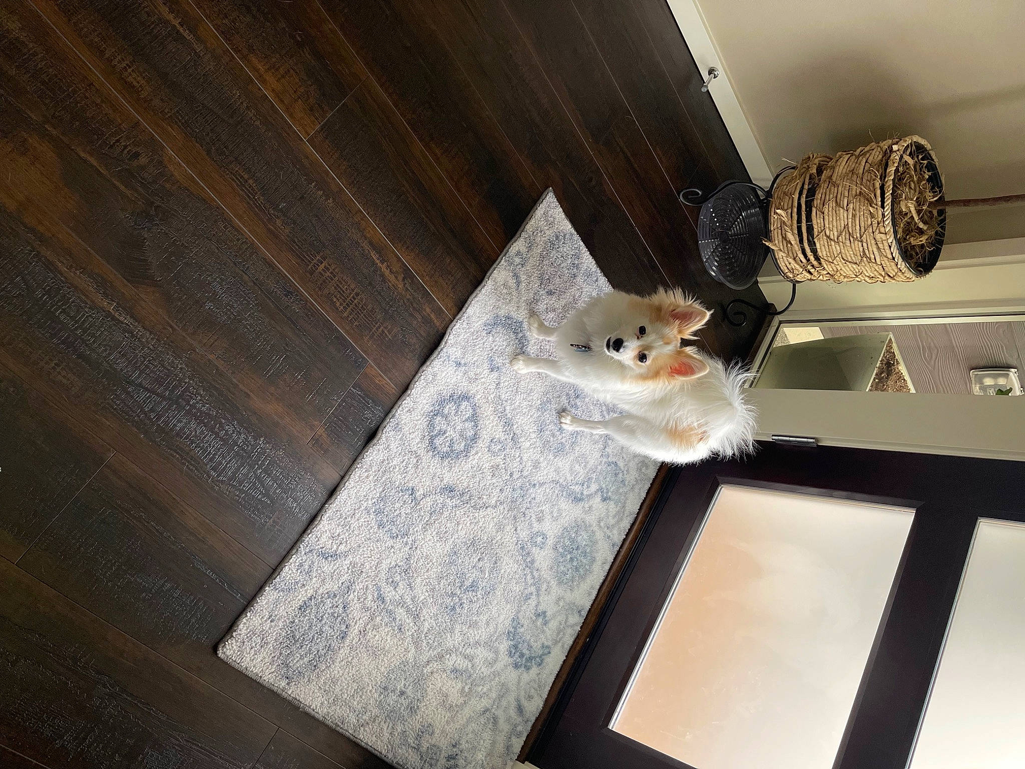 Belle is registered to the contest to win money with this photo: brown, ceiling, ceiling_fan, door, drawer, fashion_accessory, floor, flooring, hardwood, light_fixture, metal, plank, plywood, rectangle, room, shelf, stairs, varnish, wood, wood_stain