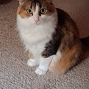 Snickers joined the competition — help win amazing prizes! animal, calico, calm, carpet, cat, closeup, curious, cute, domestic, ears, feline, fur, green_eyes, indoor, looking, mammal, pet, portrait, sitting, whiskers