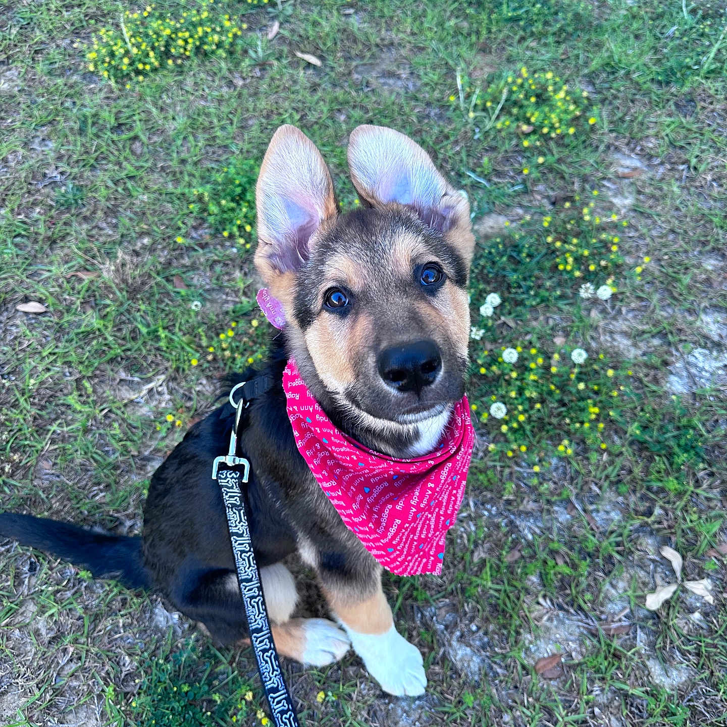 Oliver is registered to the contest to win money with this photo: accessories, animal, bandana, canine, dog, face, grass, head, headband, hound, husky, leash, outdoors, person, pet, photography, plant, puppy, soil, strap