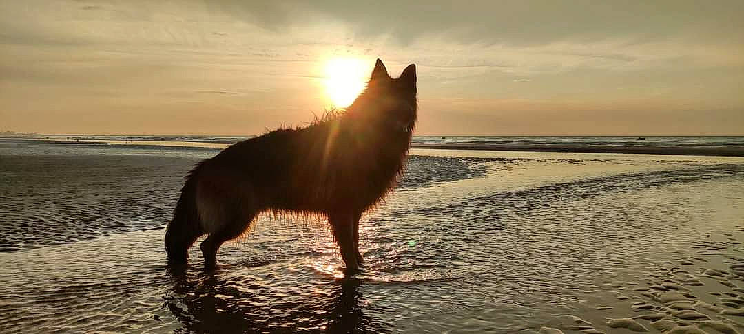 Orion participe au concours pour gagner de l'argent avec cette photo : art, beach, canidae, carnivore, cloud, dog, dog_breed, dusk, herding_dog, horizon, lake, ocean, sky, sporting_group, sunlight, sunrise, sunset, tail, water, wind_wave