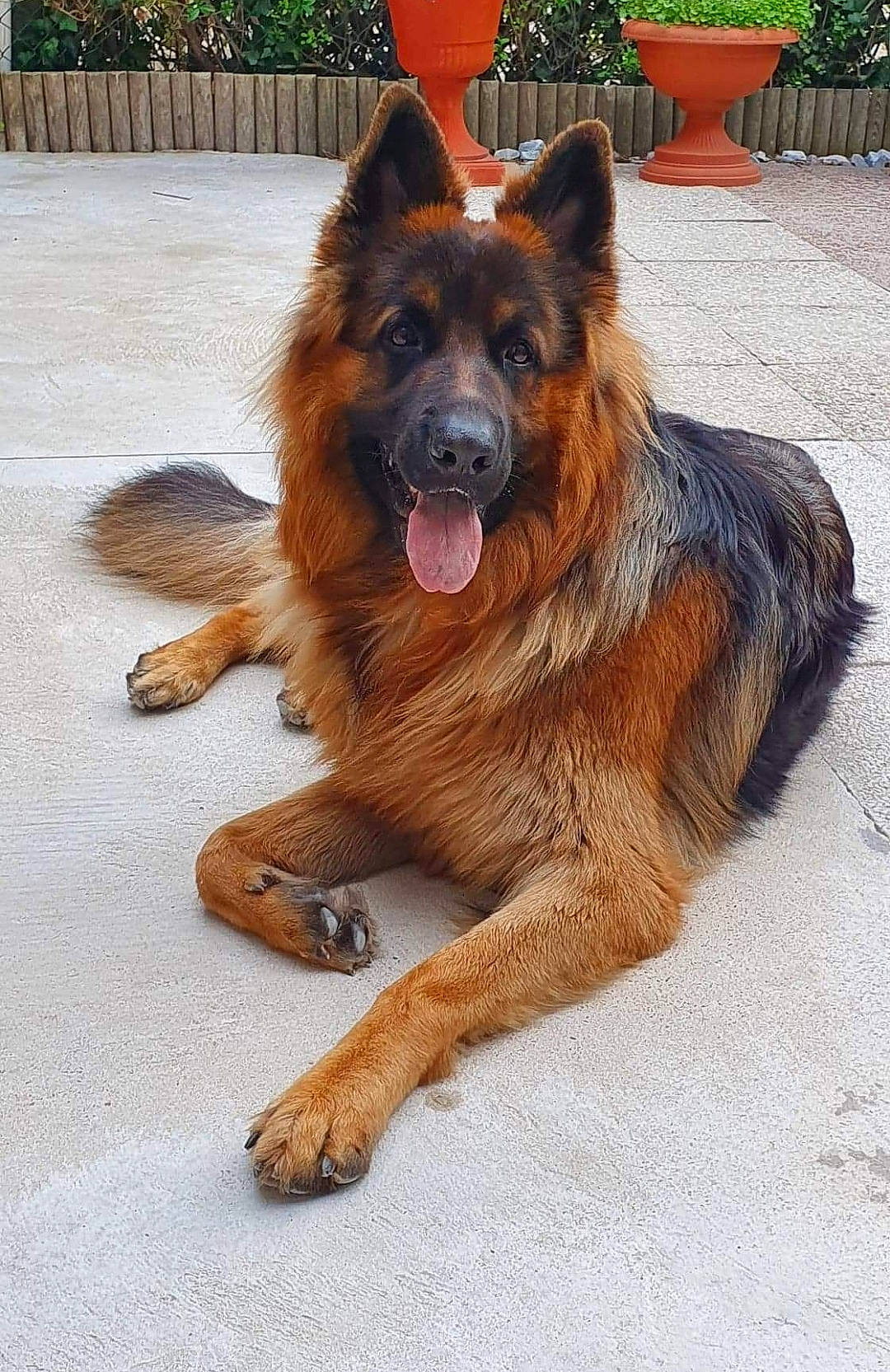 Orion participe au concours pour gagner de l'argent avec cette photo : art, bohemian_shepherd, canidae, carnivore, companion_dog, dog, dog_breed, east_european_shepherd, fawn, fur, german_shepherd_dog, giant_dog_breed, guard_dog, herding_dog, king_shepherd, old_german_shepherd_dog, plant, snout, sporting_group, working_dog