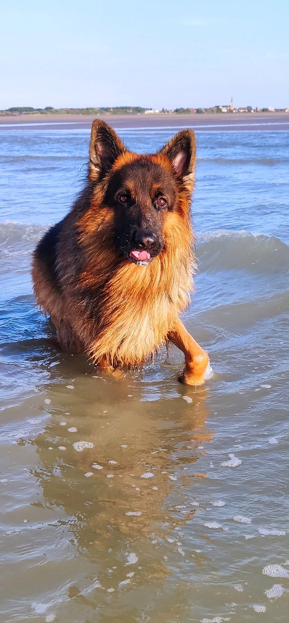 Orion participe au concours pour gagner de l'argent avec cette photo : canidae, carnivore, companion_dog, dog, dog_breed, east_european_shepherd, event, fawn, german_shepherd_dog, herding_dog, king_shepherd, lake, old_german_shepherd_dog, sky, snout, sporting_group, water, wildlife, working_animal, working_dog