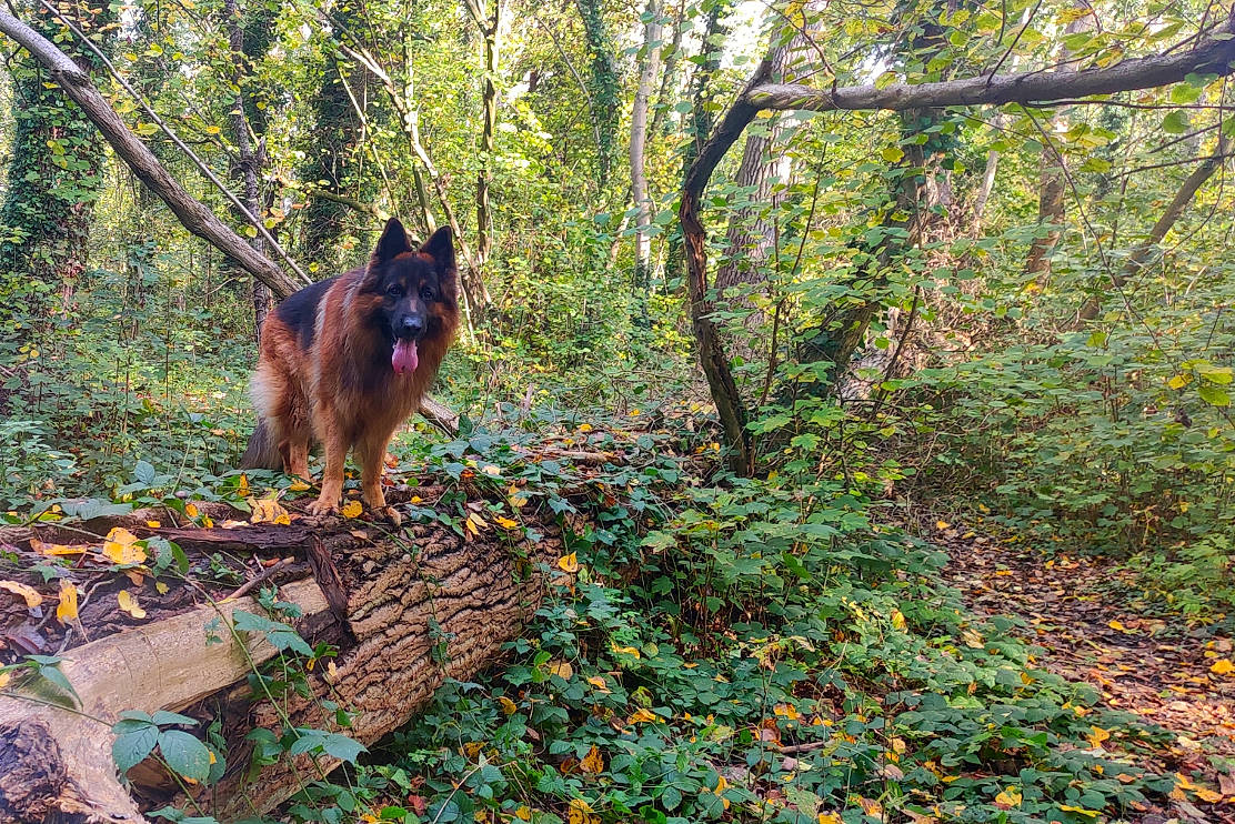 Orion participe au concours pour gagner de l'argent avec cette photo : carnivore, deciduous, dog, dog_breed, fawn, forest, german_shepherd_dog, grass, groundcover, jungle, natural_landscape, old_growth_forest, plant, tail, temperate_broadleaf_and_mixed_forest, tree, trunk, twig, wood, woodland