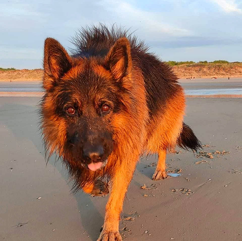 Orion a rejoint le concours — aidez-le/la à gagner de superbes lots ! beach, canidae, canis, carnivore, cloud, dog, dog_breed, fur, lake, landscape, ocean, sky, snout, sporting_group, terrestrial_animal, water, wildlife, working_animal, working_dog