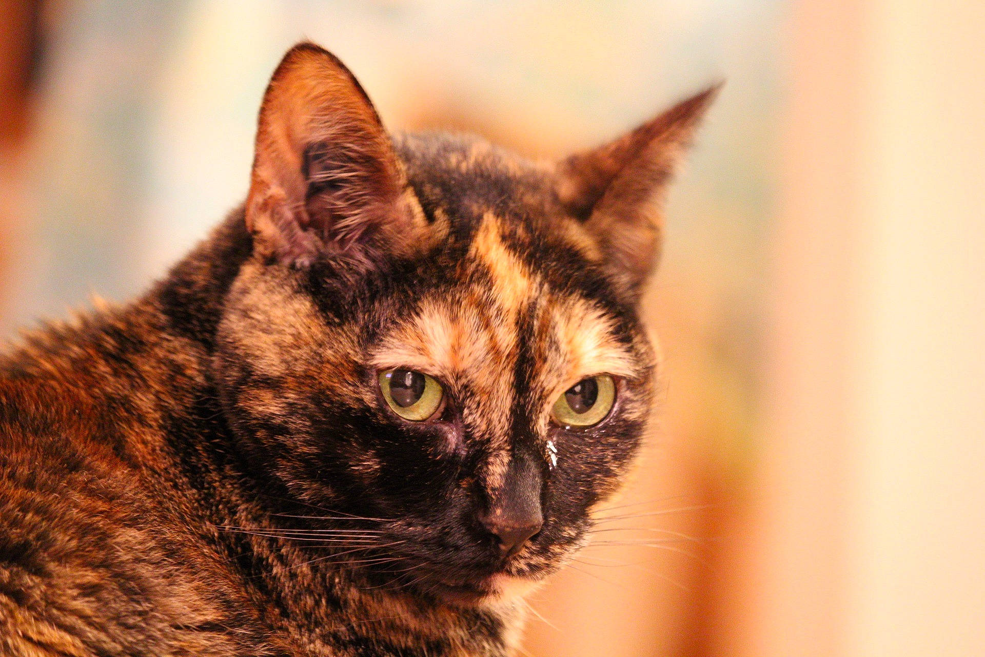 Chocolat participe au concours pour gagner de l'argent avec cette photo : art, carnivore, cat, close_up, domestic_short_haired_cat, eye, felidae, fur, iris, macro_photography, small_to_medium_sized_cats, snout, terrestrial_animal, tree, whiskers, wildlife, window