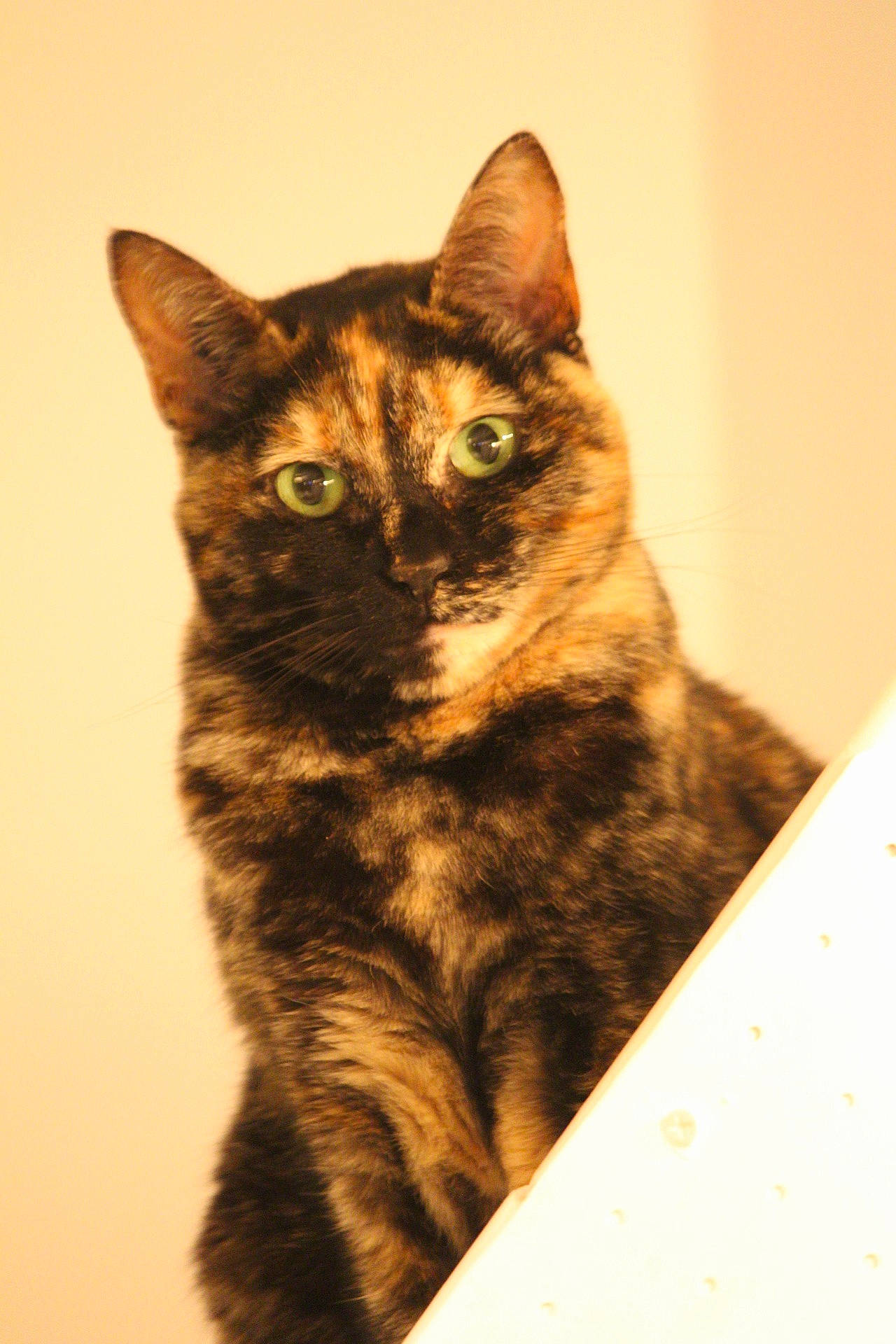 Chocolat participe au concours pour gagner de l'argent avec cette photo : art, box, carnivore, cat, cat_furniture, domestic_short_haired_cat, drawing, eye, felidae, fur, illustration, paw, small_to_medium_sized_cats, tail, terrestrial_animal, visual_arts, whiskers, wildlife