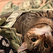 Nino is registered to the contest to win money with this photo: animal, bed, blanket, cat, close_up, cozy, cute, dollar_bills, domestic_cat, fabric, fur, indoor, lying_down, money, pet, relaxed, soft, striped, tabby_cat, whiskers