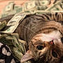 animal, bed, blanket, cat, close_up, cozy, cute, dollar_bills, domestic_cat, fabric, fur, indoor, lying_down, money, pet, relaxed, soft, striped, tabby_cat, whiskers