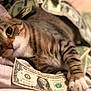 Nino joined the competition — help win amazing prizes! animal, cat, close_up, currency, cute, dollar_bills, domestic_cat, eyes, fur, indoor, laying_down, money, nose, paw, pet, relaxed, soft, striped, tabby, whiskers