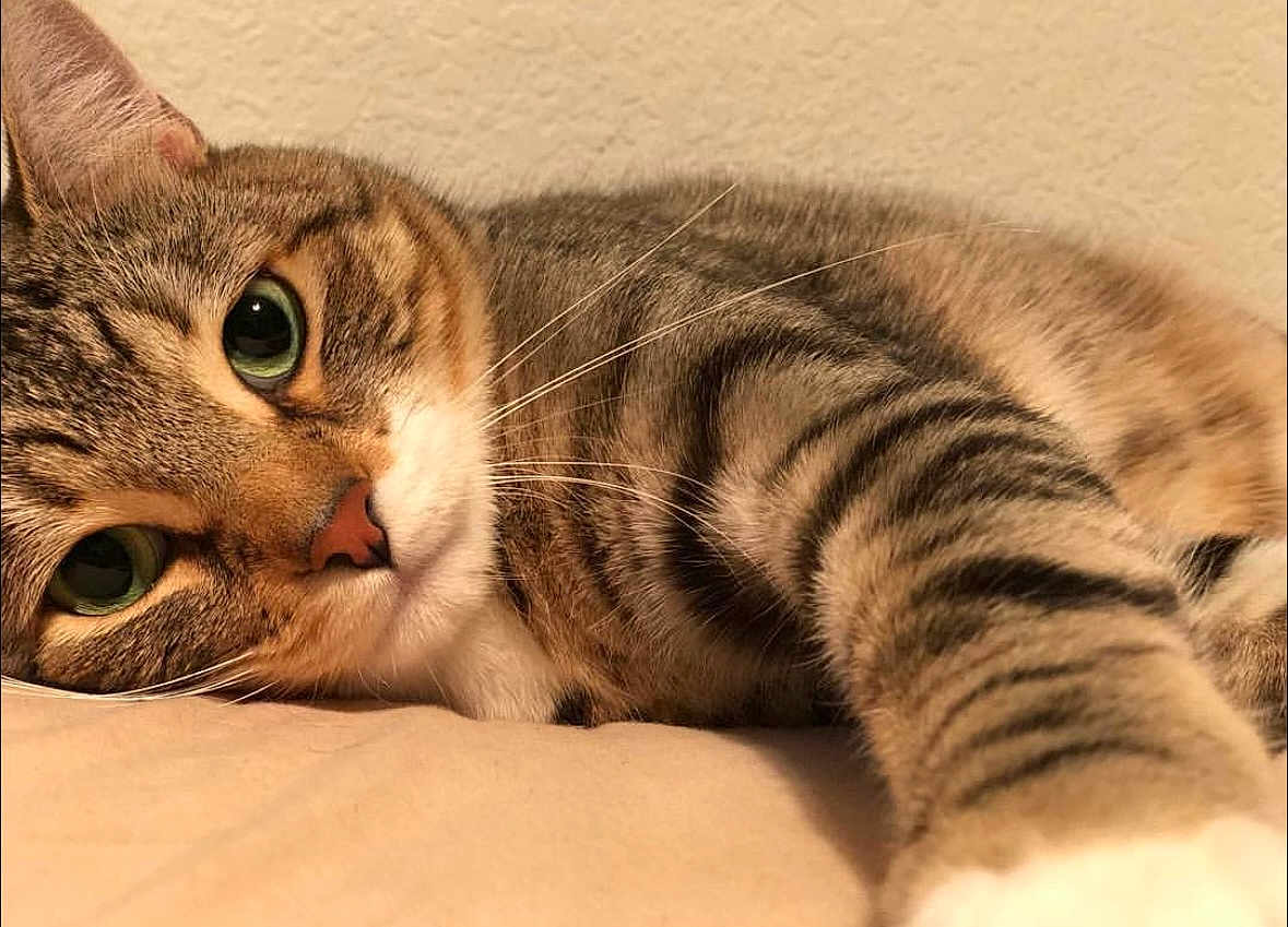 Nino joined the competition — help win amazing prizes! animal, cat, close_up, cute, face, feline, fur, green_eyes, indoor, lying_down, mammal, nose, pet, portrait, relaxed, resting, soft_light, striped_fur, tabby_cat, whiskers